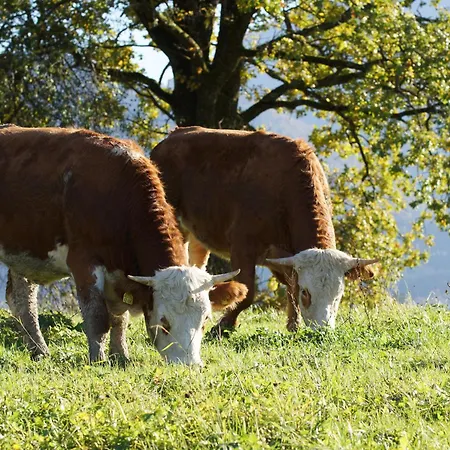 Farmház Wimmerhof - Chiemgau Karte *